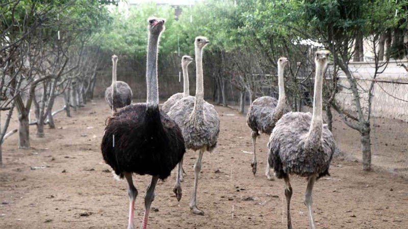 animals