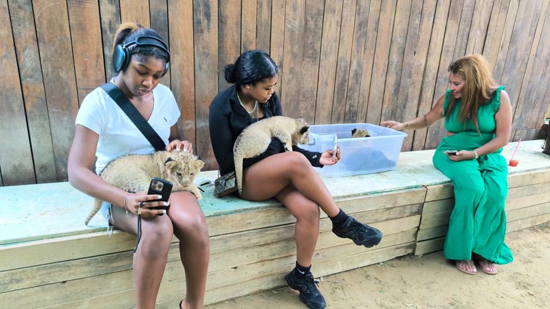 holding lions