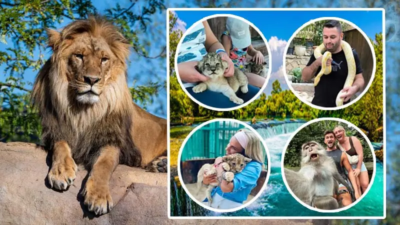 Private tour with lions & Holding lions on Lion Park From Belek, Antalya, Lara