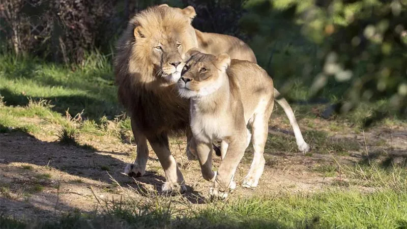 land of lions kemer