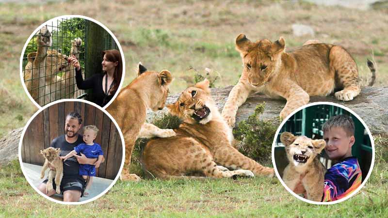 lion encounter antalya