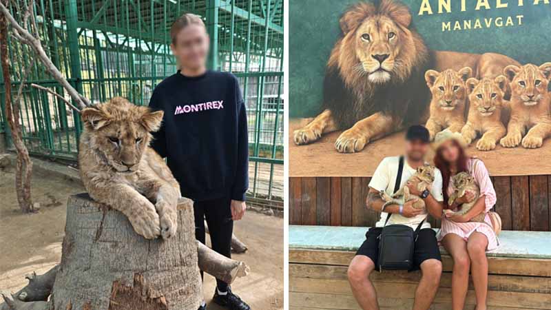 lions in turkey