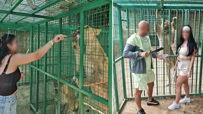 face to face with lions in lara