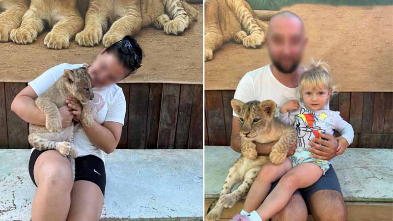 pet lion cubs in lara